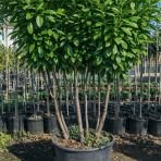 Vavrínovec lekársky (Prunus Laurocerasus) ´NOVITA´ - výška 190-220 cm, kont. C90L (-22°C) VIACKMENNÝ